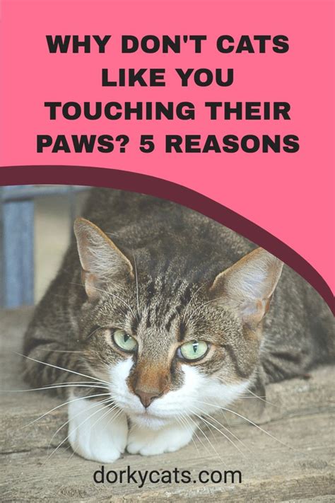 Do cats like you touching them?