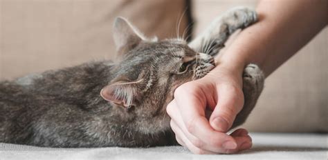 Do cats love being scratched?