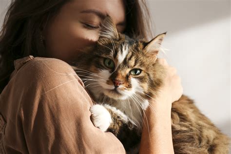 Do cats love humans?