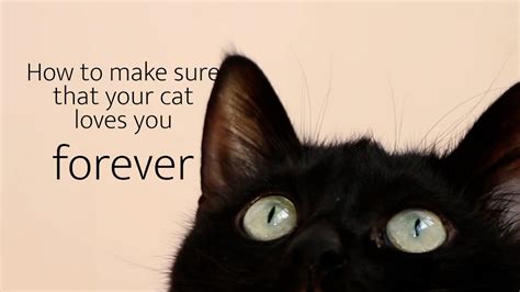 Do cats love you forever?
