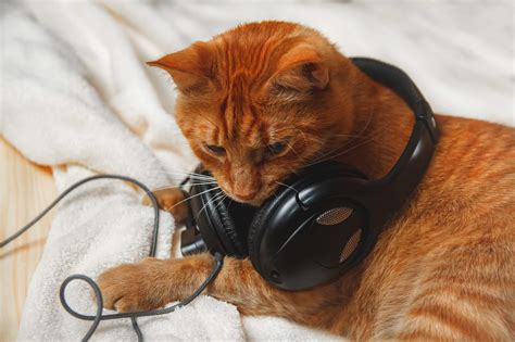 Do cats mind if I play music?