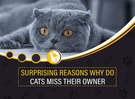 Do cats miss their owner?