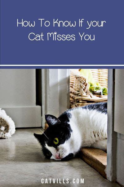 Do cats miss their owners?