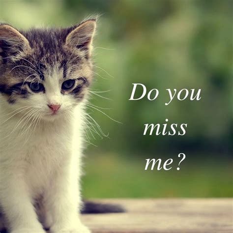 Do cats miss you?