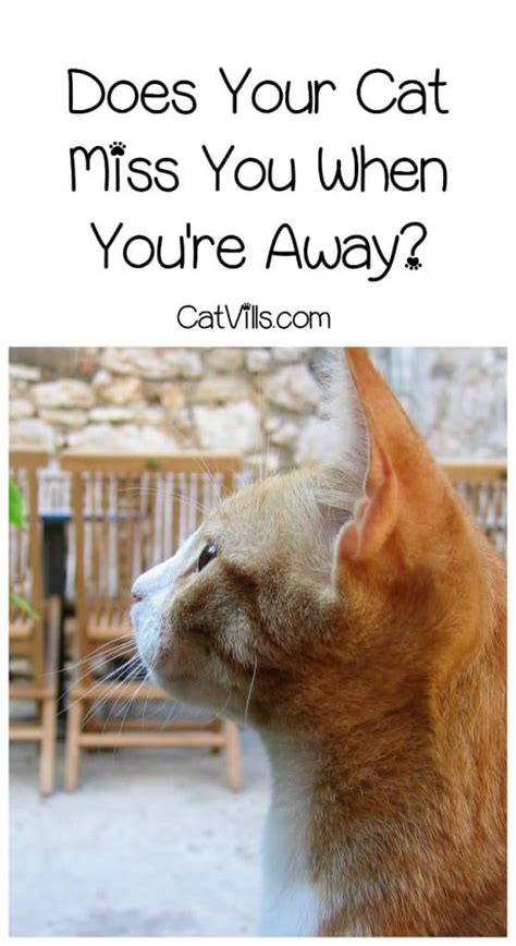Do cats miss you after a week?