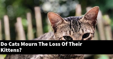 Do cats mourn dead kittens?