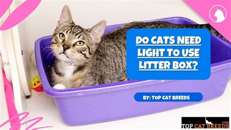 Do cats need light to use litter box?