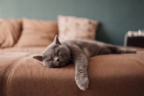 Do cats need quiet to sleep?