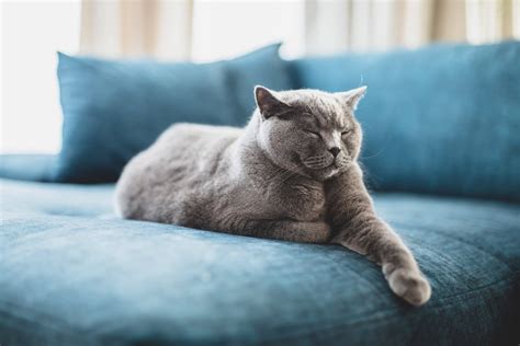 Do cats need silence to sleep?
