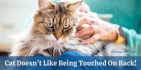 Do cats not like their back touched?
