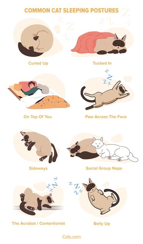Do cats pass away in their sleep?