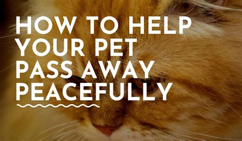Do cats pass away peacefully?
