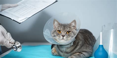 Do cats pee after anesthesia?