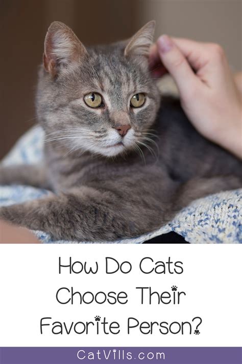 Do cats pick a Favourite human?