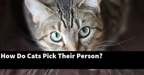 Do cats pick a person they like?