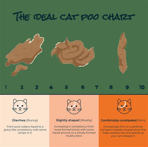 Do cats poop less on dry food?