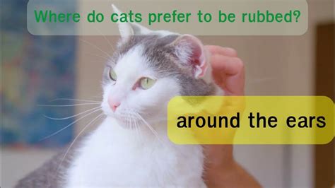 Do cats prefer to be scratched or rubbed?