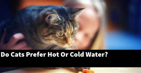 Do cats prefer to be warm or cold?