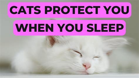 Do cats protect you when you sleep?