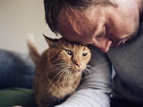 Do cats purr on you when you're sick?