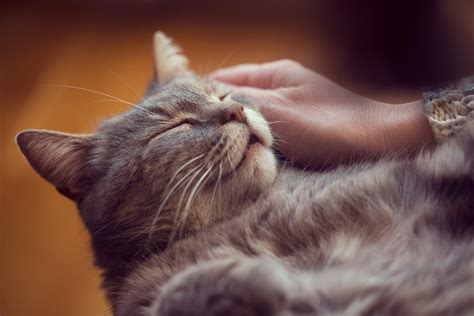 Do cats purr when euthanized?