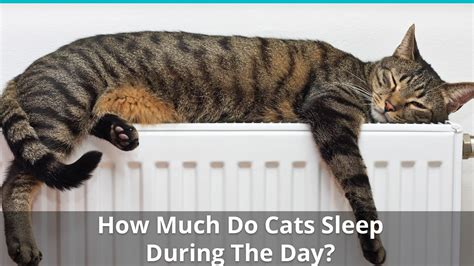 Do cats really sleep 20 hours a day?