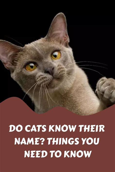 Do cats recognize their name?