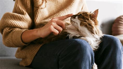 Do cats recognize their owners after being separated?