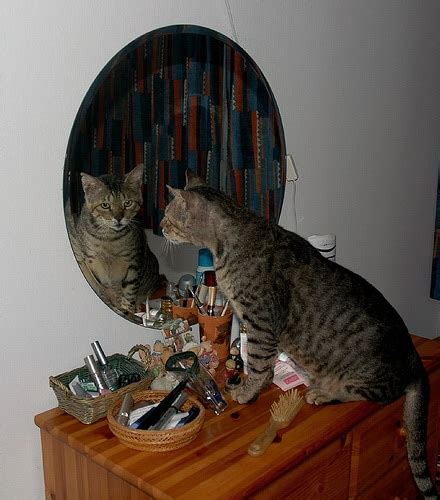 Do cats recognize themselves in a mirror?