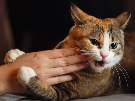 Do cats regret scratching you?