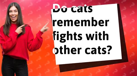 Do cats remember fights with other cats?