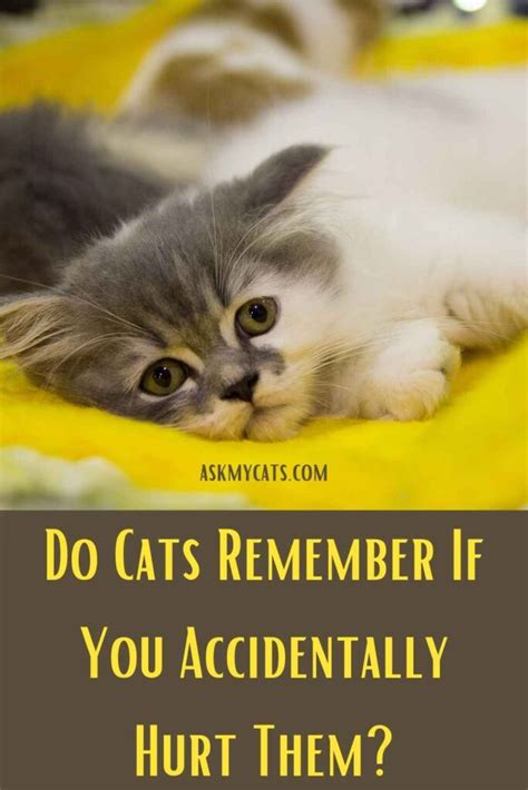Do cats remember if you mistreat them?