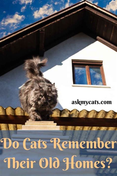 Do cats remember old houses?