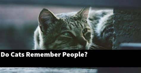 Do cats remember people after 2 weeks?