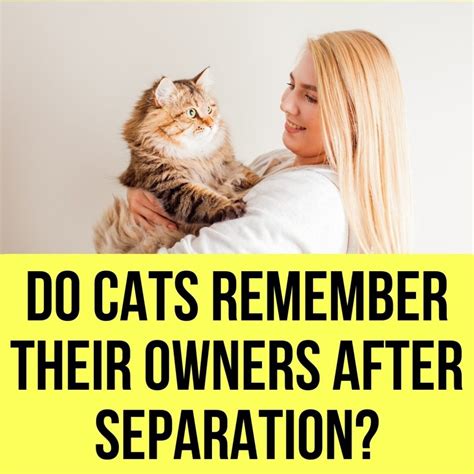 Do cats remember their owners after a week?