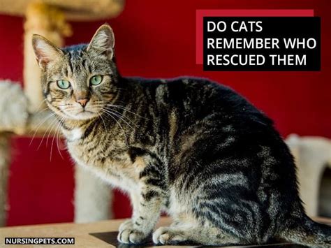 Do cats remember who rescued them?