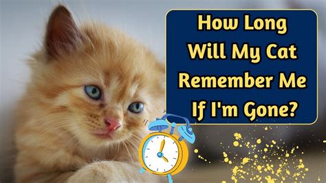 Do cats remember you after 3 days?