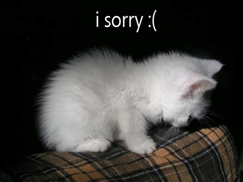 Do cats say I'm sorry?