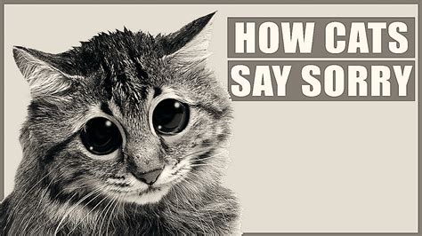 Do cats say sorry?