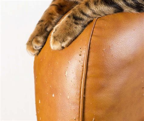 Do cats scratch leather or fabric more?