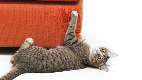 Do cats scratch when they are bored?