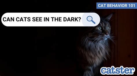 Do cats see better in total darkness?