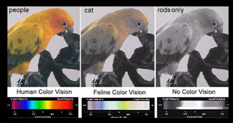 Do cats see color?