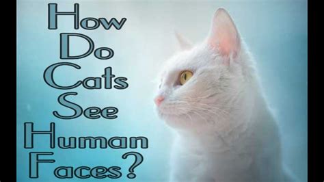 Do cats see us as equals?