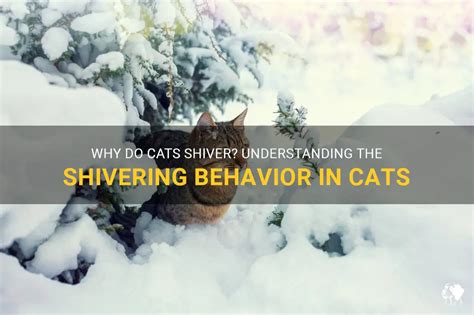 Do cats shiver when sick?