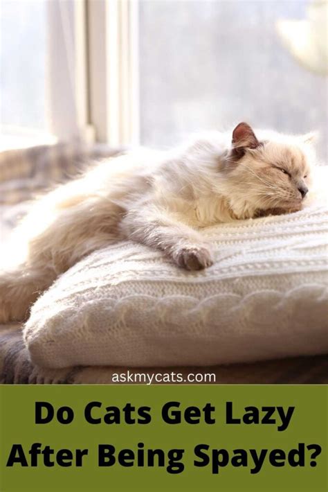 Do cats sleep a lot after being spayed?