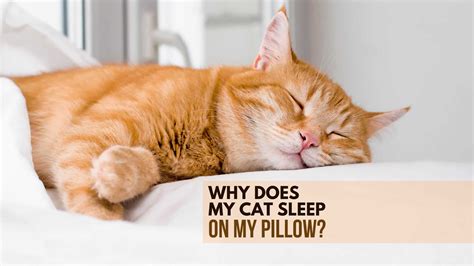 Do cats sleep better with the light on or off?