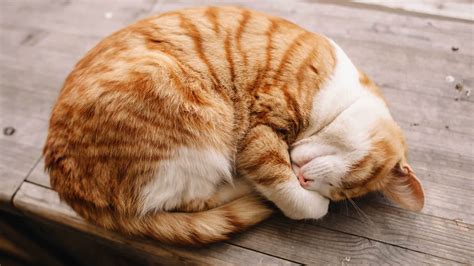 Do cats sleep when hurt?