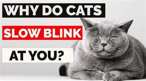 Do cats slow blink to show love?