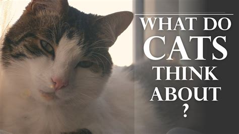 Do cats think about their past?